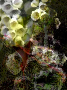 dance in the arboretum